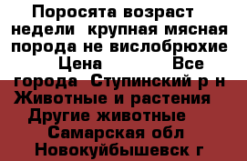 Поросята возраст 4 недели, крупная мясная порода(не вислобрюхие ) › Цена ­ 4 000 - Все города, Ступинский р-н Животные и растения » Другие животные   . Самарская обл.,Новокуйбышевск г.